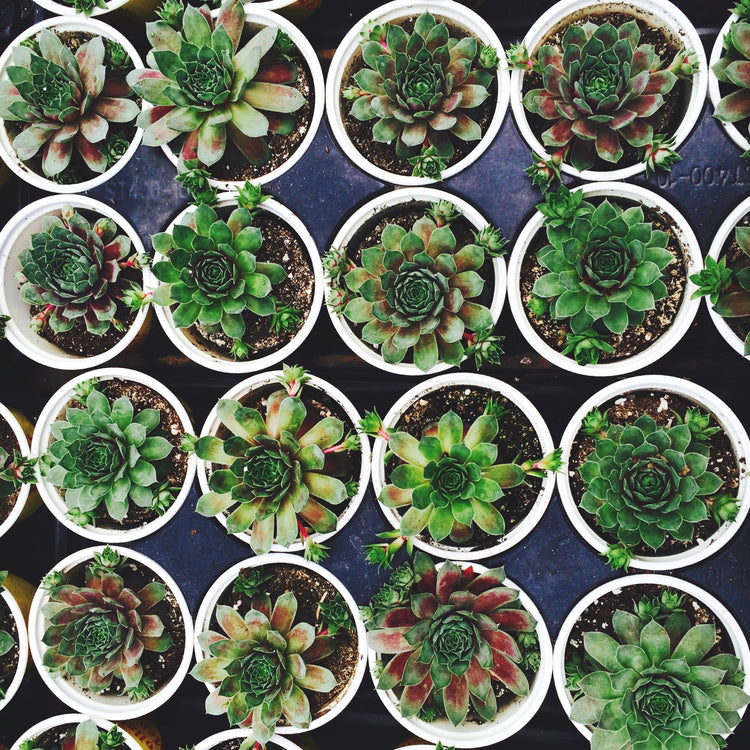 Hens & Chicks (Assorted Varieties) - Plant Collective