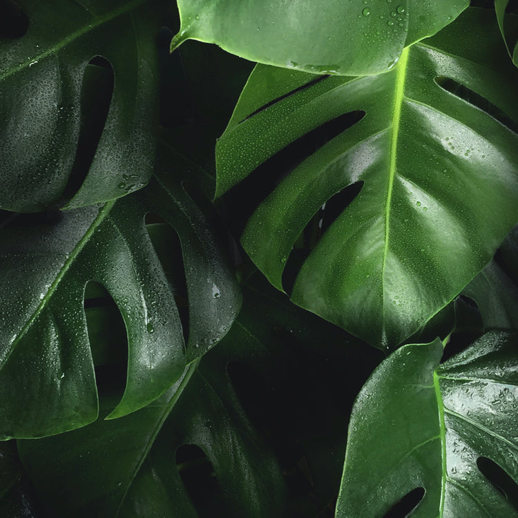 Monstera Deliciosa (Swiss Cheese Plant) - Plant Collective