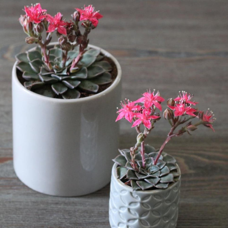 Graptopetalum Bellum