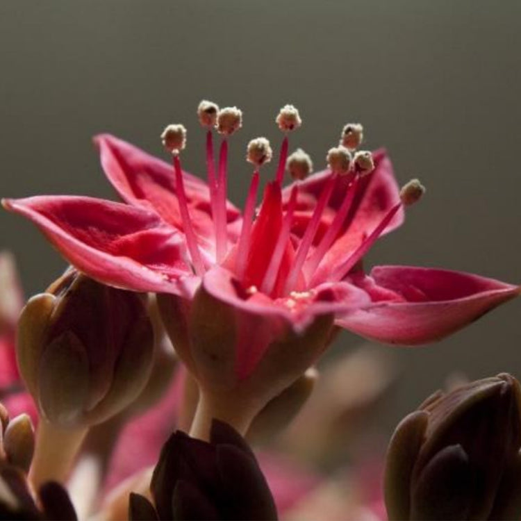 Graptopetalum Bellum