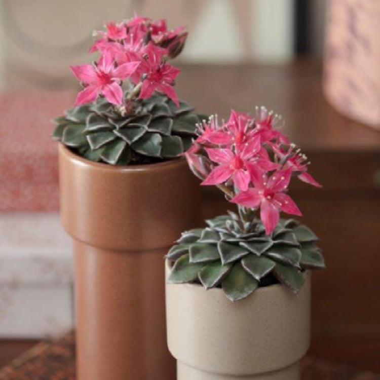 Graptopetalum Bellum