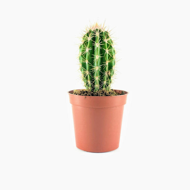 Echinopsis "Peruvian Torch Cactus" - Plant Collective