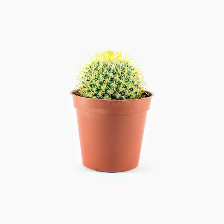 Notocactus 'Golden Ball' Cactus - Plant Collective