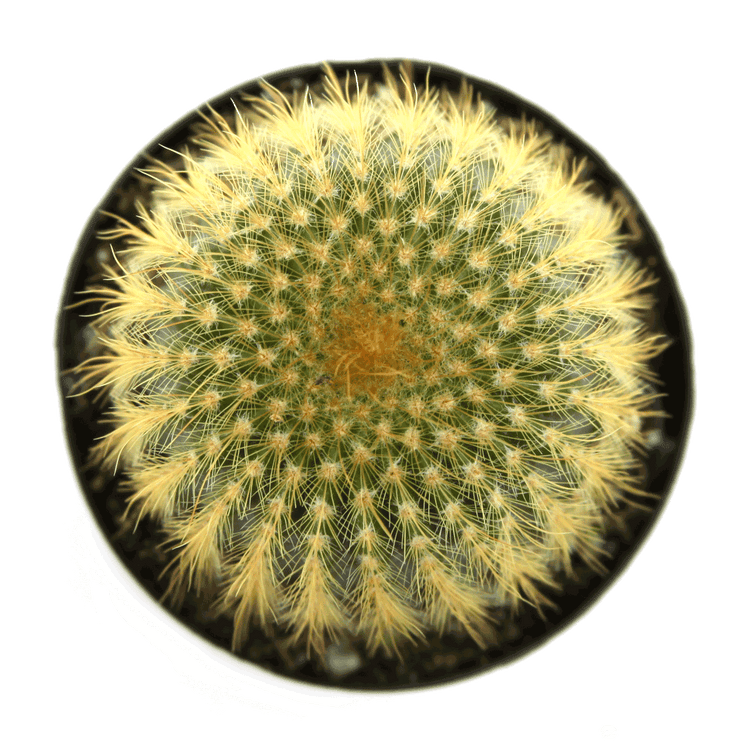 Notocactus 'Golden Ball' Cactus - Plant Collective