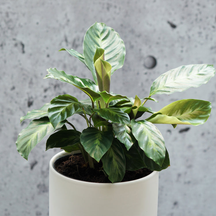 Calathea Misto - By Plant Collective | Indoor House Plants, Succulents, Air Plants & Terrariums - Toronto Canada