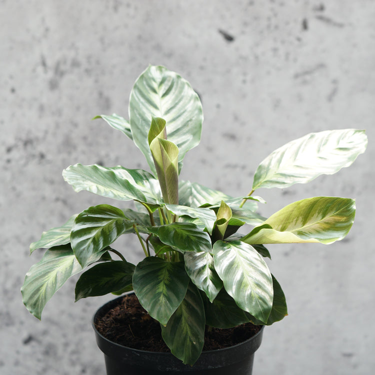 Calathea Misto - By Plant Collective | Indoor House Plants, Succulents, Air Plants & Terrariums - Toronto Canada