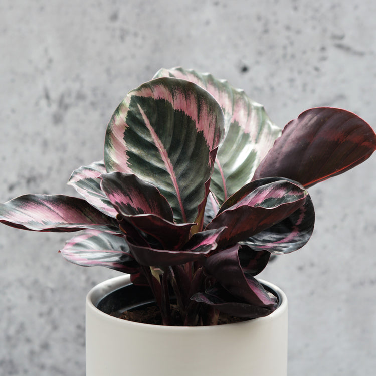 Calathea "Princess Jessie" - By Plant Collective | Indoor House Plants, Succulents, Air Plants & Terrariums - Toronto Canada