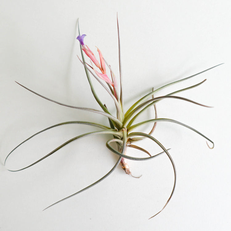 Tillandsia Aeranthos - Plant Collective