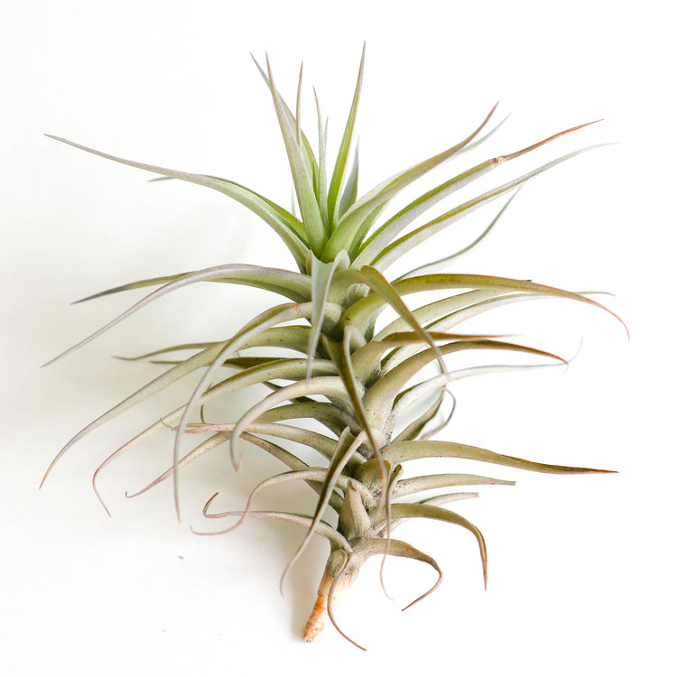 Tillandsia Bergeri - Plant Collective