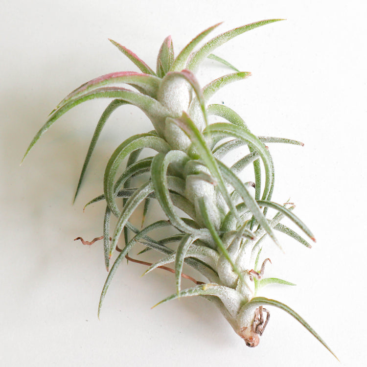 Tillandsia Ionantha Vanhyningii - Plant Collective