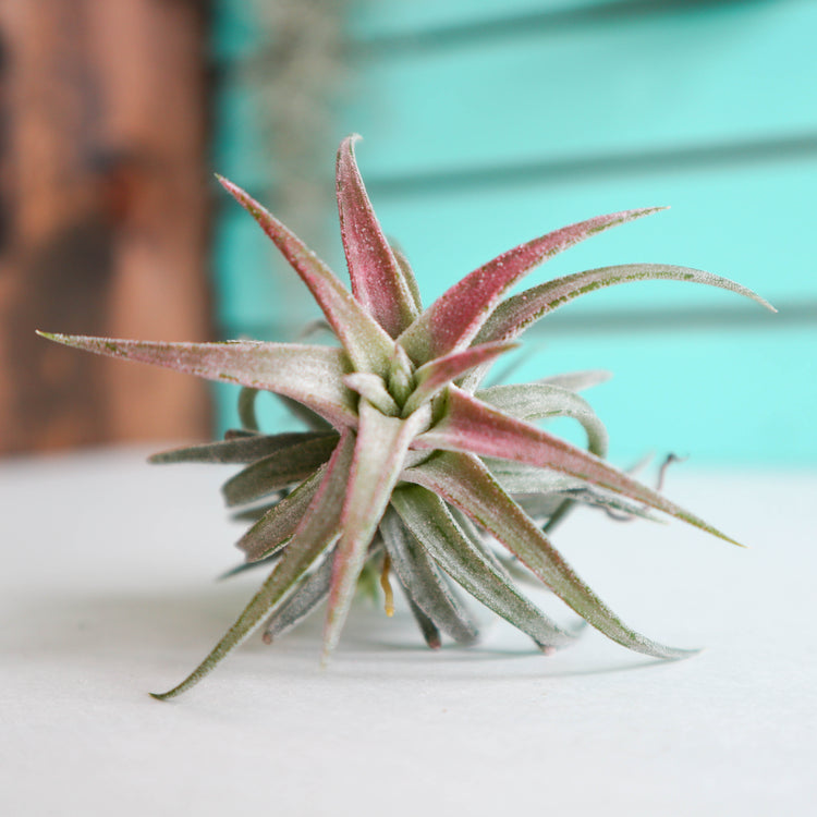 Tillandsia Ionantha Vanhyningii - Plant Collective