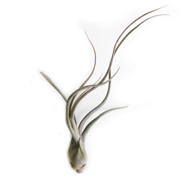 Tillandsia Pseudo Baileyi Air Plant - Plant Collective