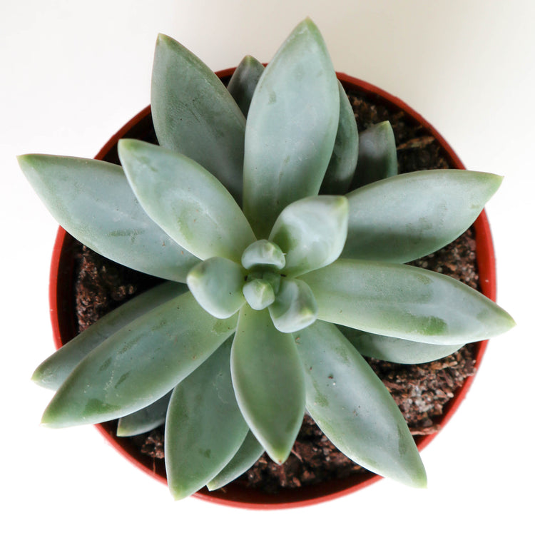 'Little Jewel' (Pachyveria Glauca) - Plant Collective