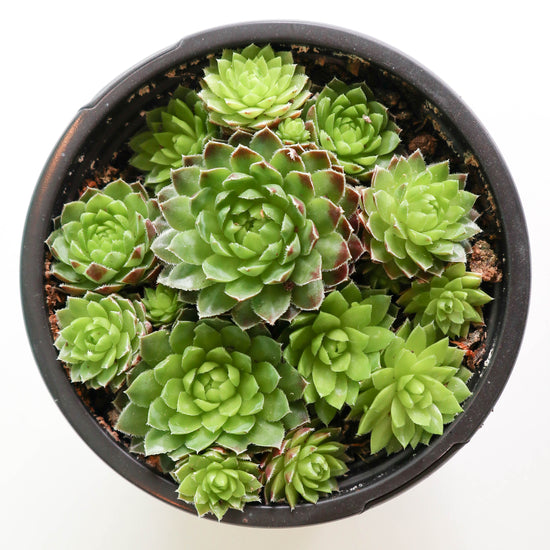 Hens & Chicks (Assorted Varieties) - Plant Collective