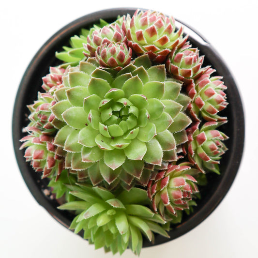 Hens & Chicks (Assorted Varieties) - Plant Collective
