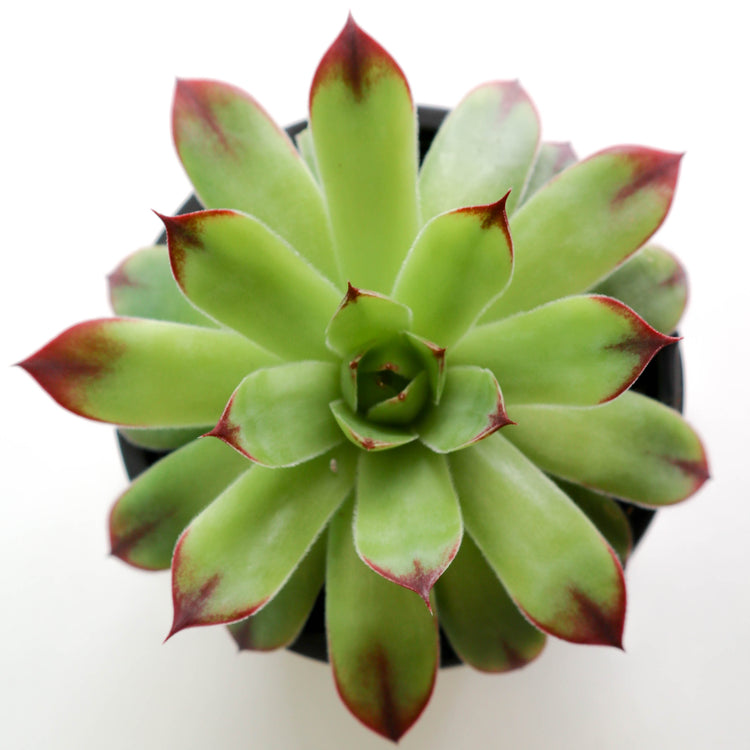 Hens & Chicks (Assorted Varieties) - Plant Collective