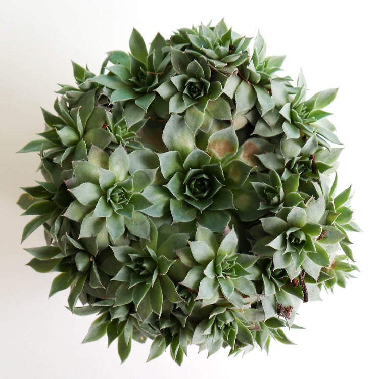 Hens & Chicks (Assorted Varieties) - Plant Collective