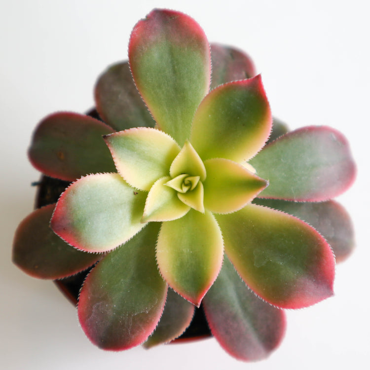 Aeonium Kiwi - Plant Collective