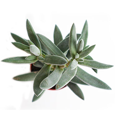 Crassula Mesembryanthemoides - Plant Collective