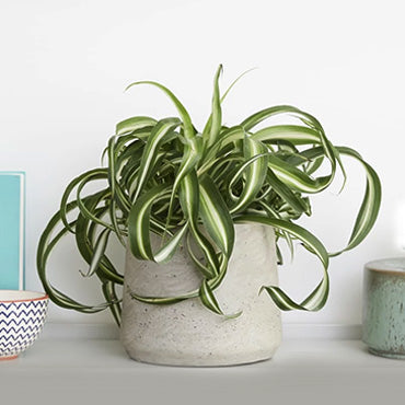 Assorted Spider Plant - Plant Collective