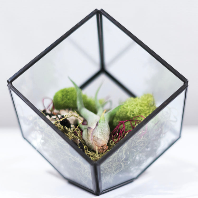 DIY Air Plant Terrarium Kit - Cube - Plant Collective