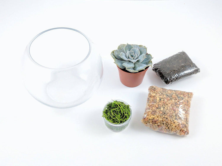 DIY Succulent Terrarium Kit - Fishbowl - Plant Collective
