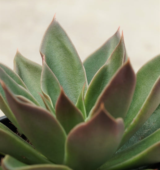 echeveria air plant Echeveria Mexicana