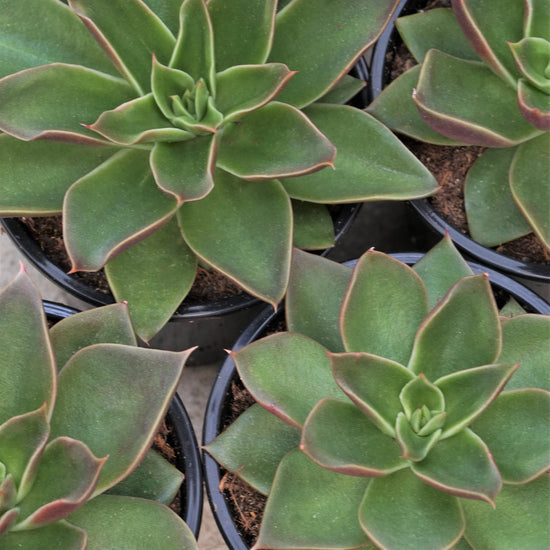 echeveria air plant Echeveria Mexicana