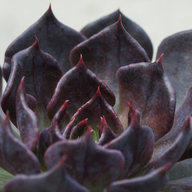 Echeveria Black Prince - Plant Collective