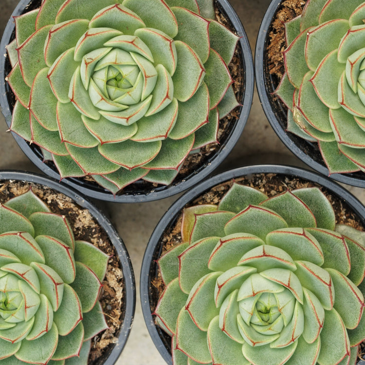 Echeveria Fabiola - Plant Collective