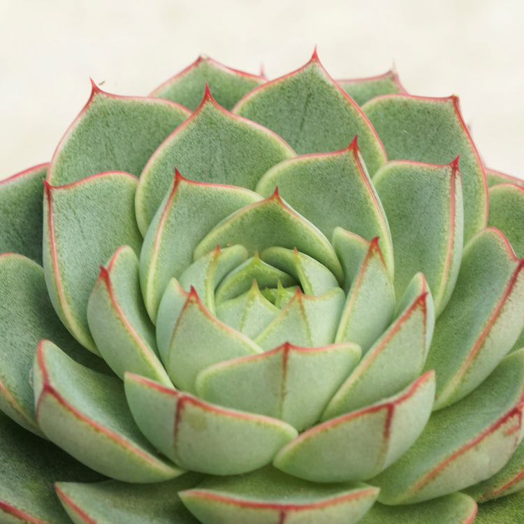 Echeveria Fabiola - Plant Collective