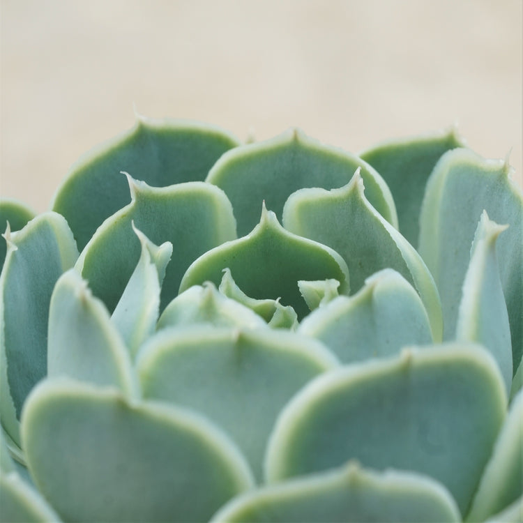 Echeveria Mexican Hybrid - By Plant Collective | Indoor House Plants, Succulents, Air Plants & Terrariums - Toronto Canada