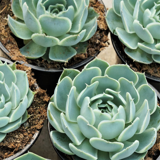 Echeveria Mexican Hybrid - By Plant Collective | Indoor House Plants, Succulents, Air Plants & Terrariums - Toronto Canada
