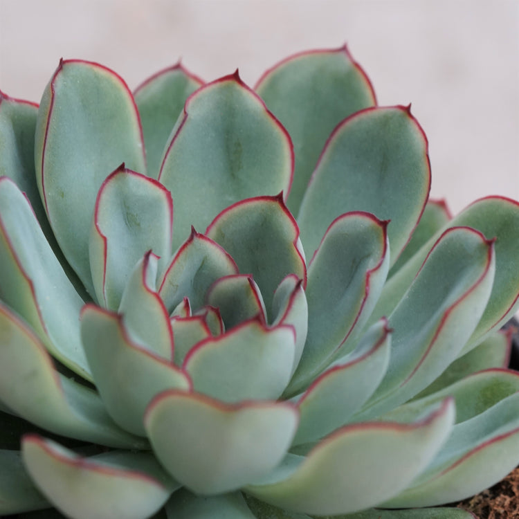 Echeveria Pulidonis - By Plant Collective | Indoor House Plants, Succulents, Air Plants & Terrariums - Toronto Canada