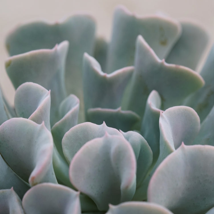 Echeveria Topsy Turvy - Plant Collective