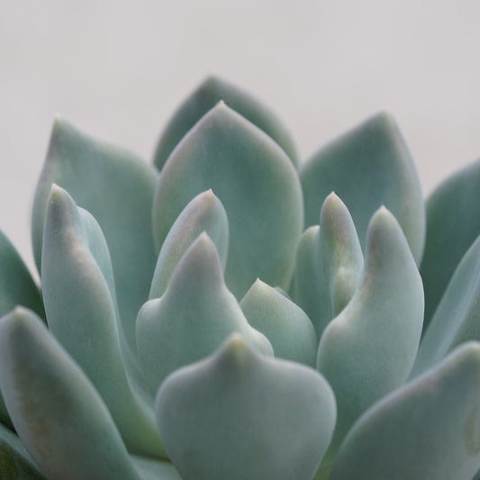 Echeveria Azul - By Plant Collective | Indoor House Plants, Succulents, Air Plants & Terrariums - Toronto Canada