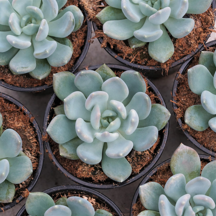 Echeveria Azul - By Plant Collective | Indoor House Plants, Succulents, Air Plants & Terrariums - Toronto Canada