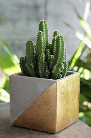Cereus "Fairy Castle" Cactus - Plant Collective