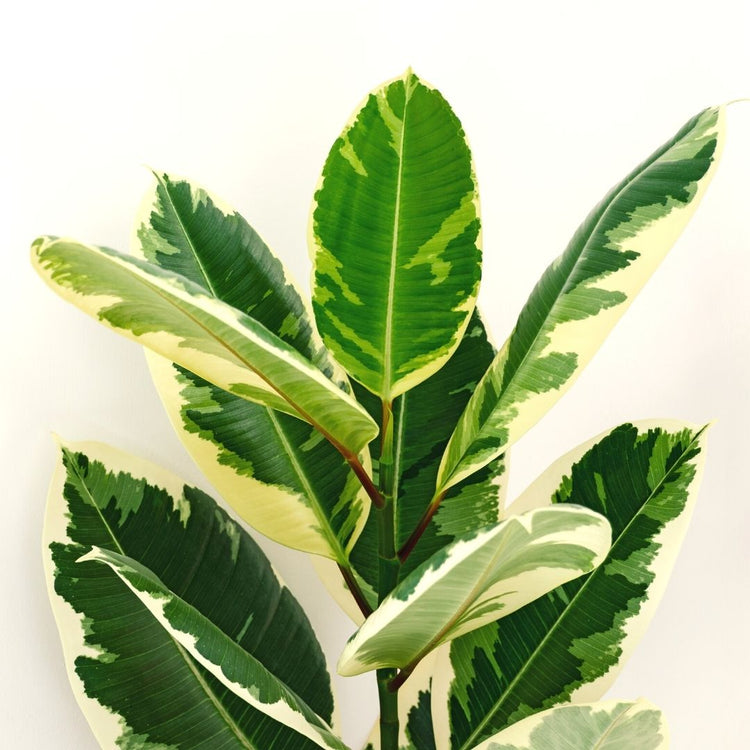 Ficus Elastica "Tineke"