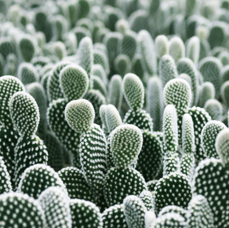 Bunny Ears Cactus (Opuntia Microdasys) - Plant Collective