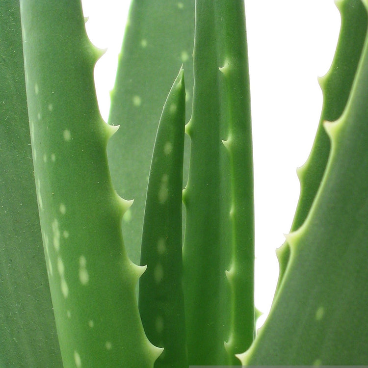 Aloe Vera - Plant Collective