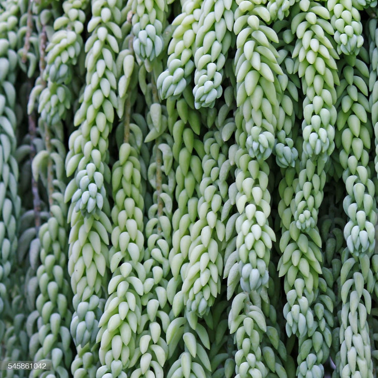 Donkey Tail (Sedum Burro) - Plant Collective