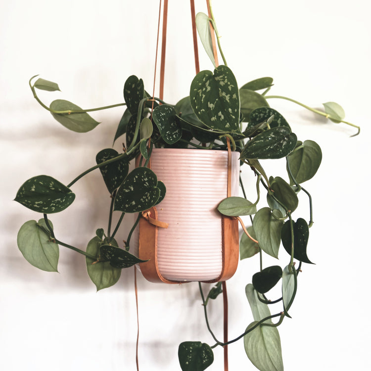 Satin Pothos