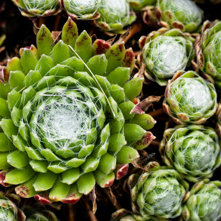 Hens & Chicks (Assorted Varieties) - Plant Collective