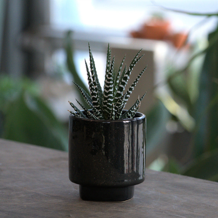 Haworthia "Big Band" - Plant Collective