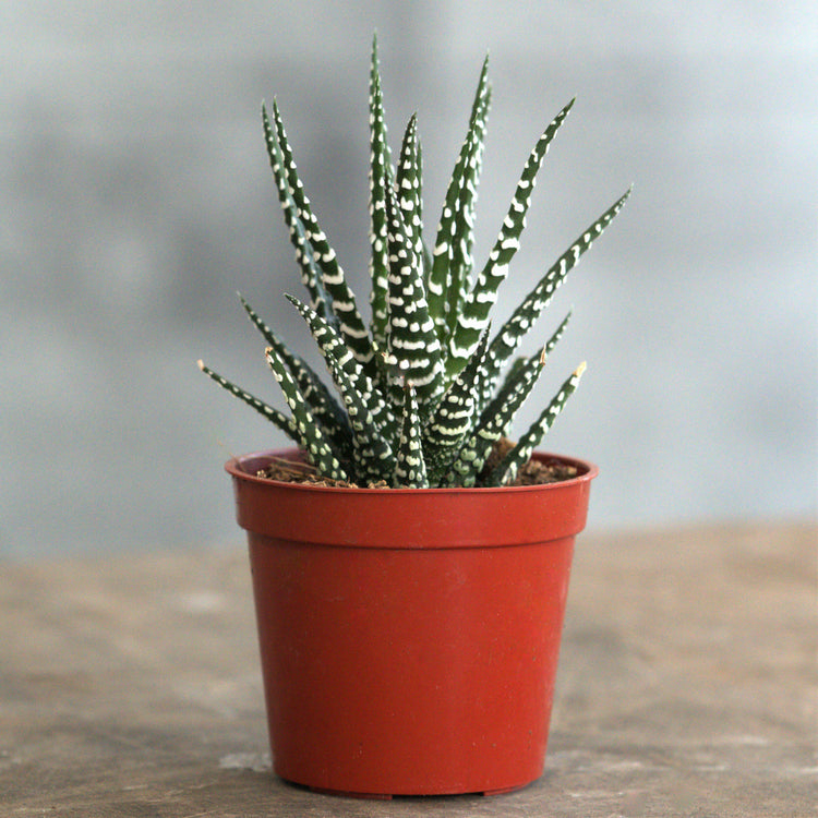 Haworthia "Big Band" - Plant Collective