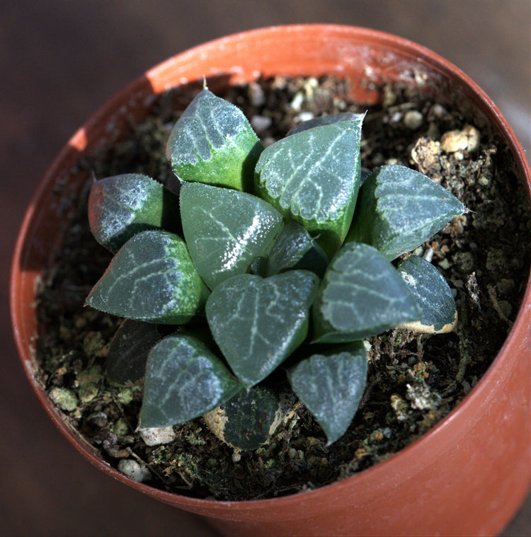 Haworthia Comptoniana - Plant Collective