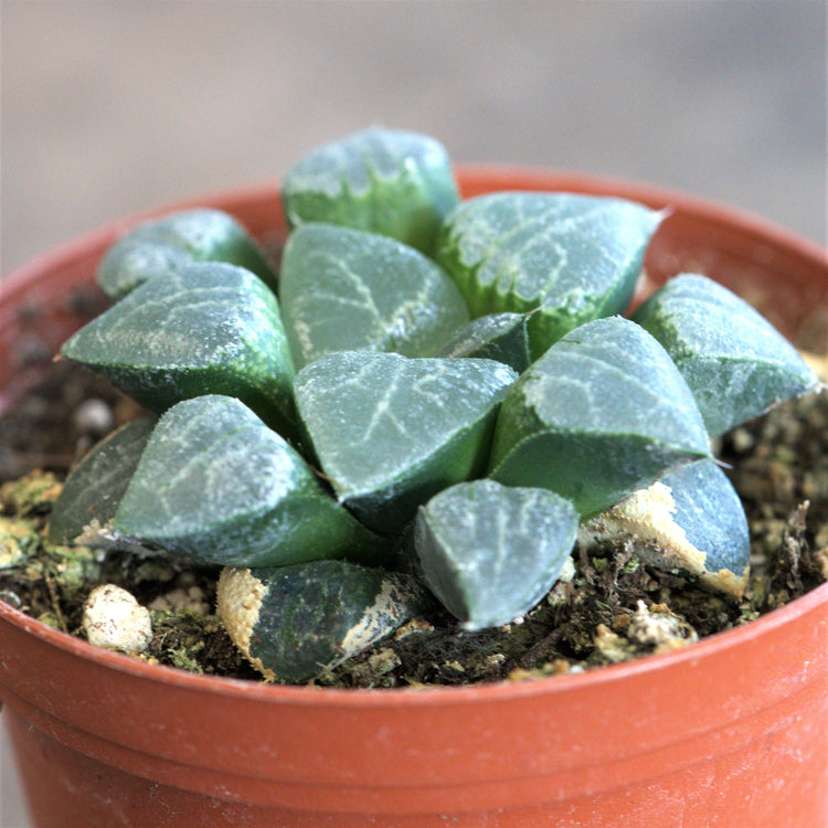 Haworthia Comptoniana - Plant Collective