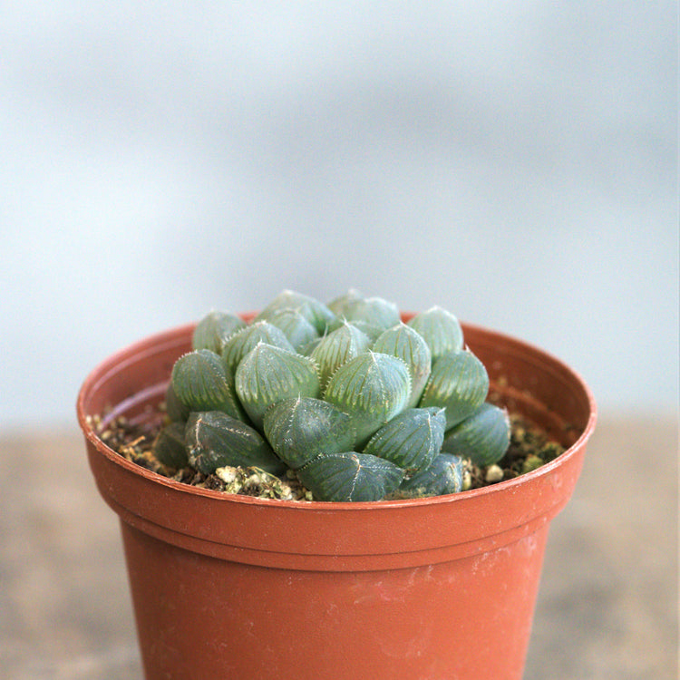 Haworthia Cooperi - Plant Collective