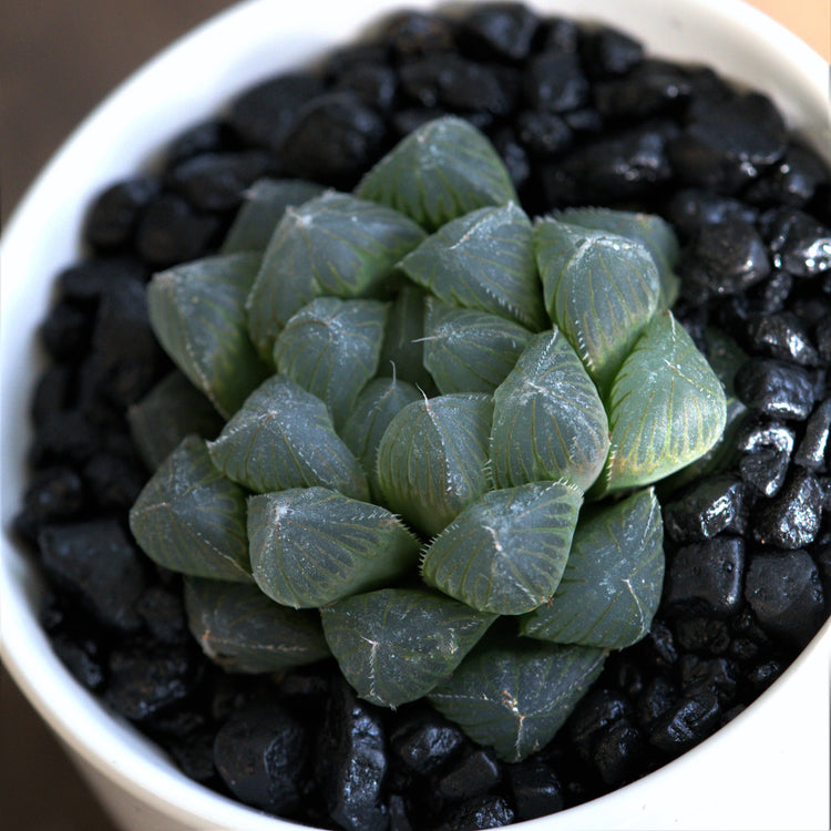 Haworthia Cooperi - Plant Collective